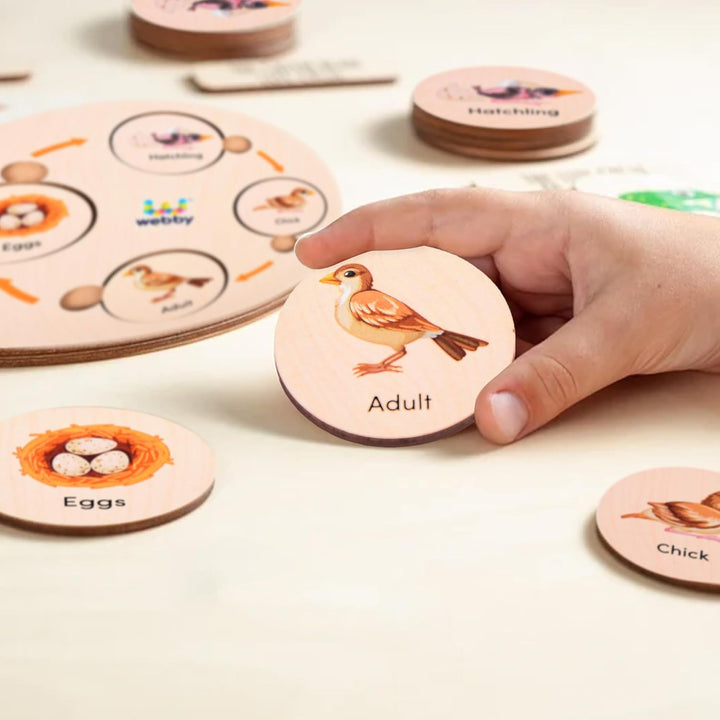 Webby Life Cycle Educational Game Learn 15 Life Cycles